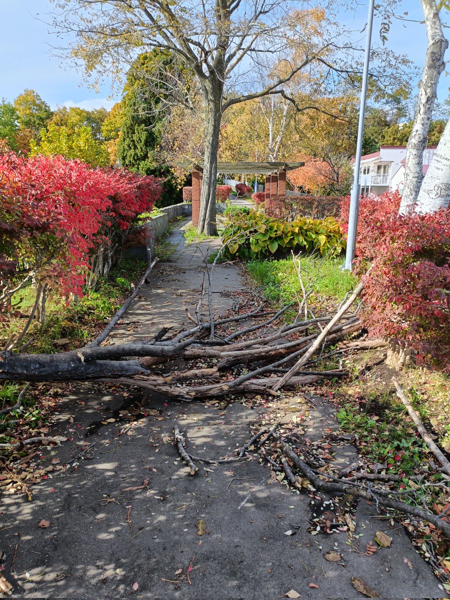 緑園通、見晴公園通と交わる歩道橋から少し産業道路側へ向かった所に強風で折れた大きな枝が歩道をふさぐ形になっています

#Spectee <a href="/hakodate119/">函館災害情報</a>
