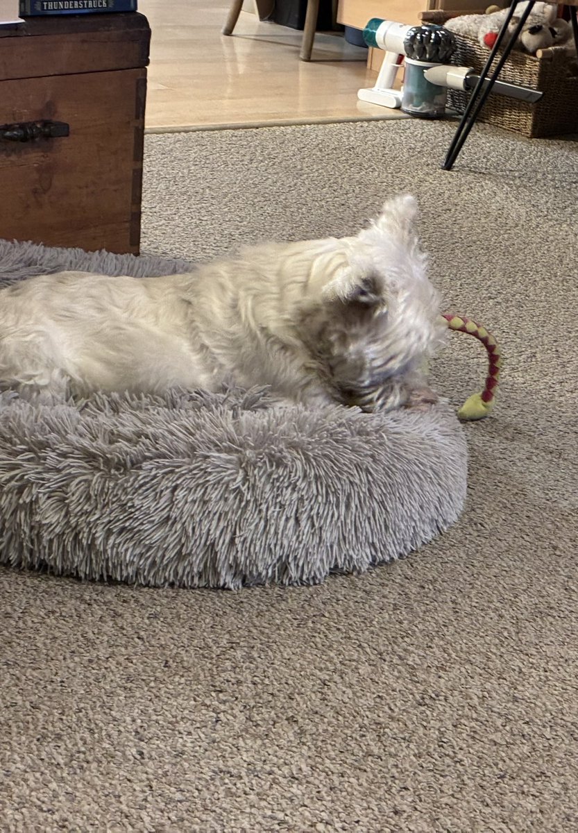 Fergus can’t watch.