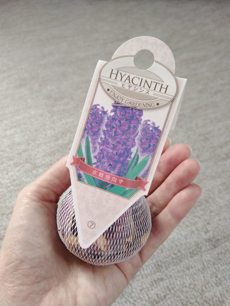 ヒヤシンス
