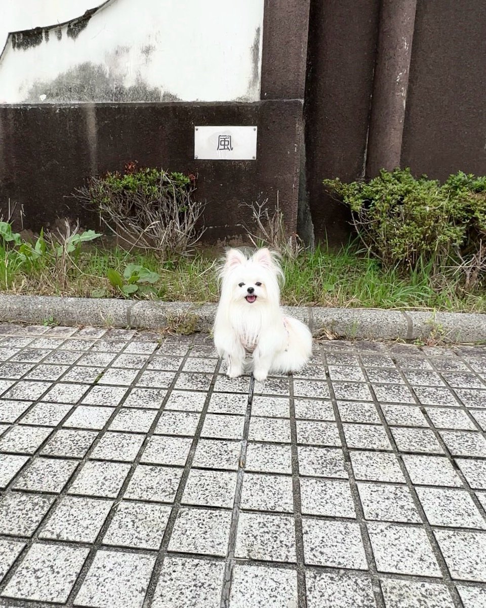 かわいーぬ スウェット かわいーぬ本舗