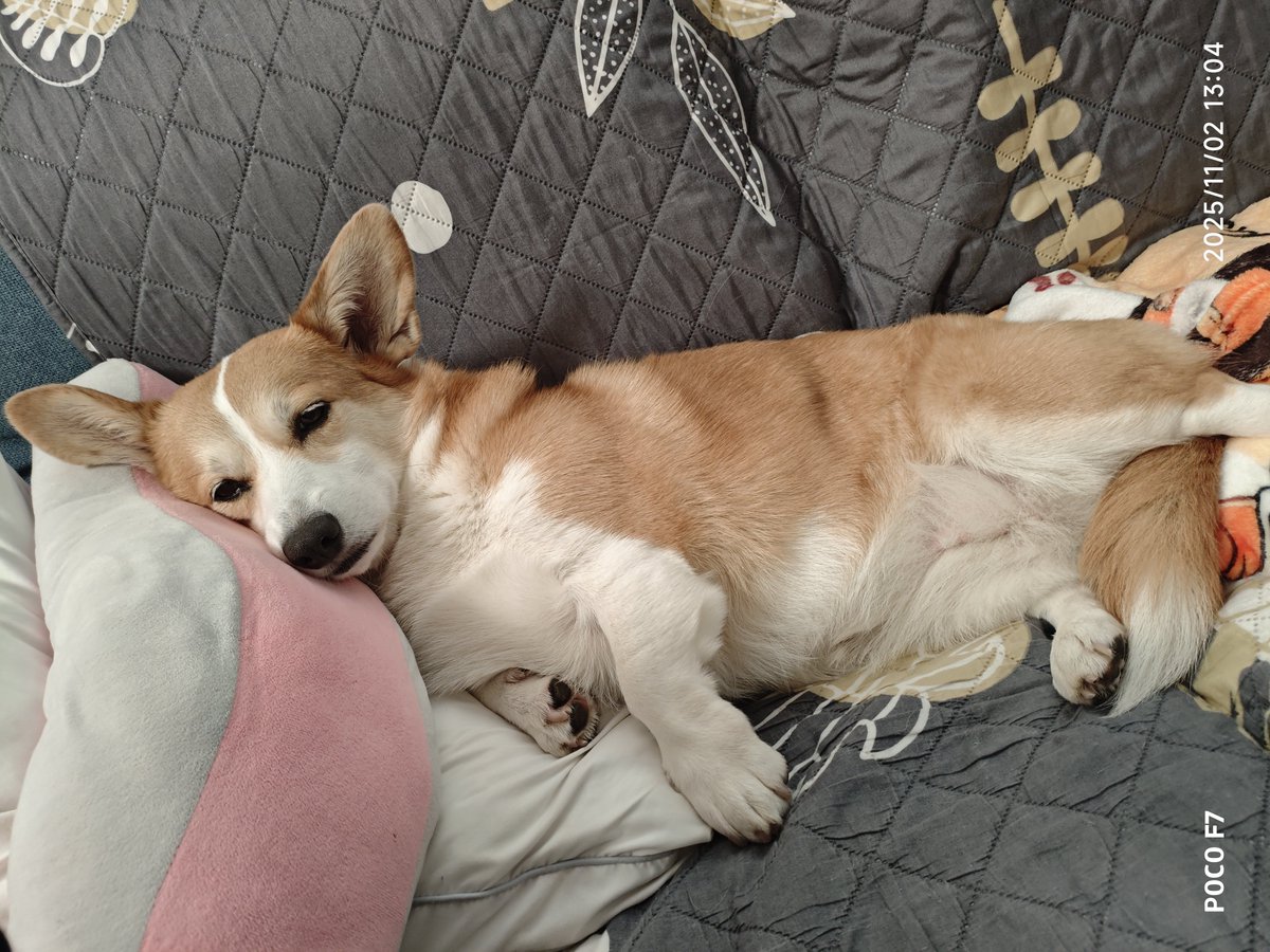 オーダー受付　コーギー　ご予約ページ　10/8 ミックス(チワワ×コーギー)【山口県・男の子・2025年5月6日・レッド