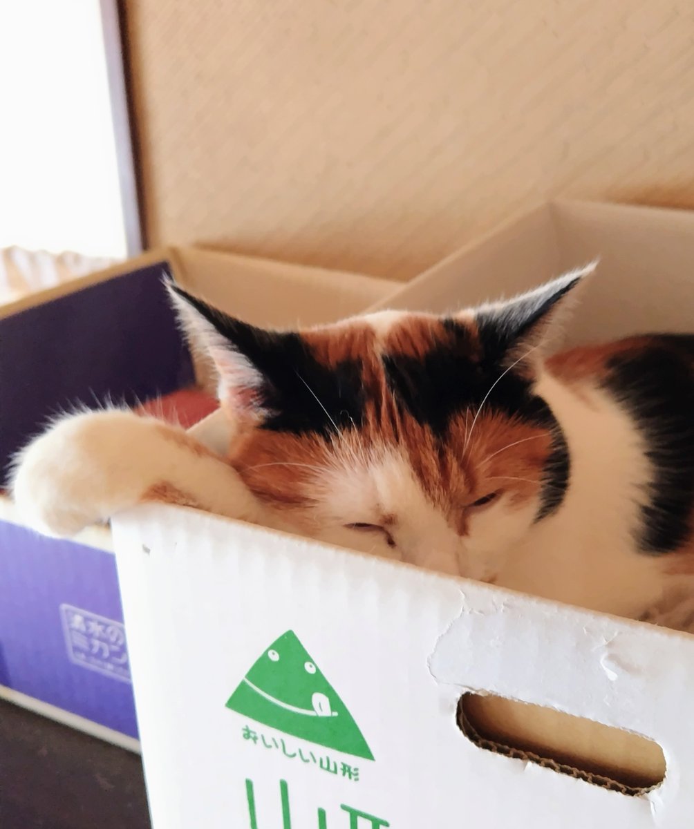 タラノメ家 (@taranomeke) / Posts / X