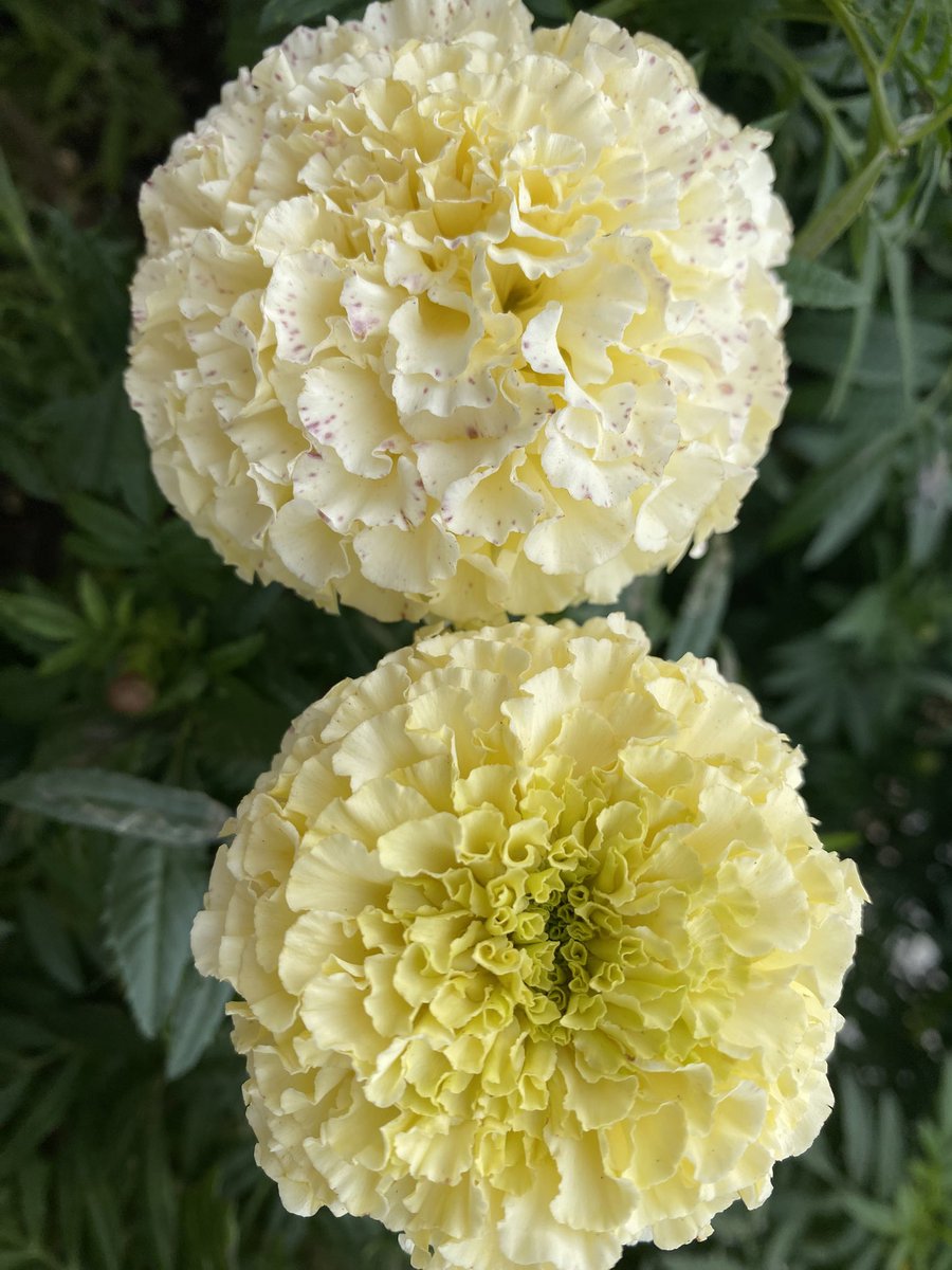 プーちゃん♥️🐻💛 on X