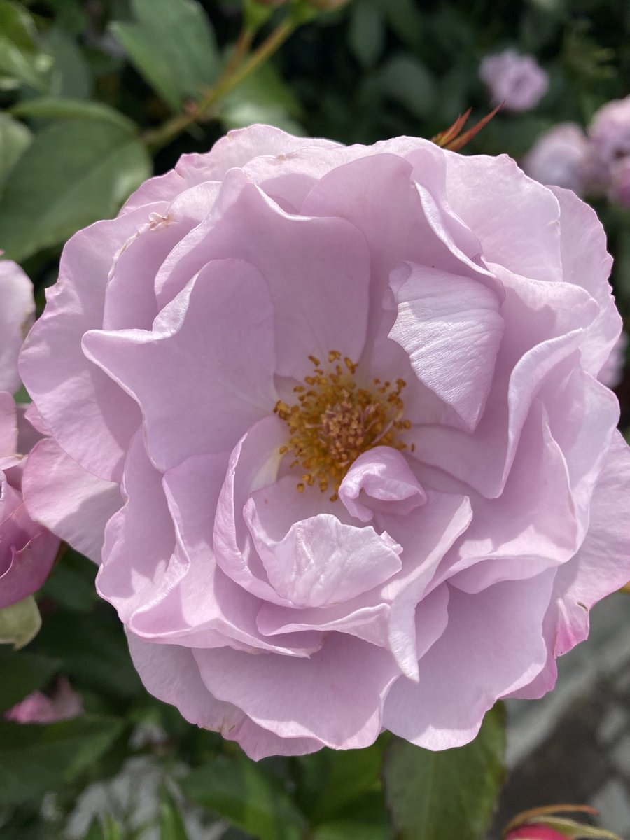 プーちゃん ぷーちゃん様 プーちゃん プーちゃん様 プー ZX Fury 名作を融合した最後の