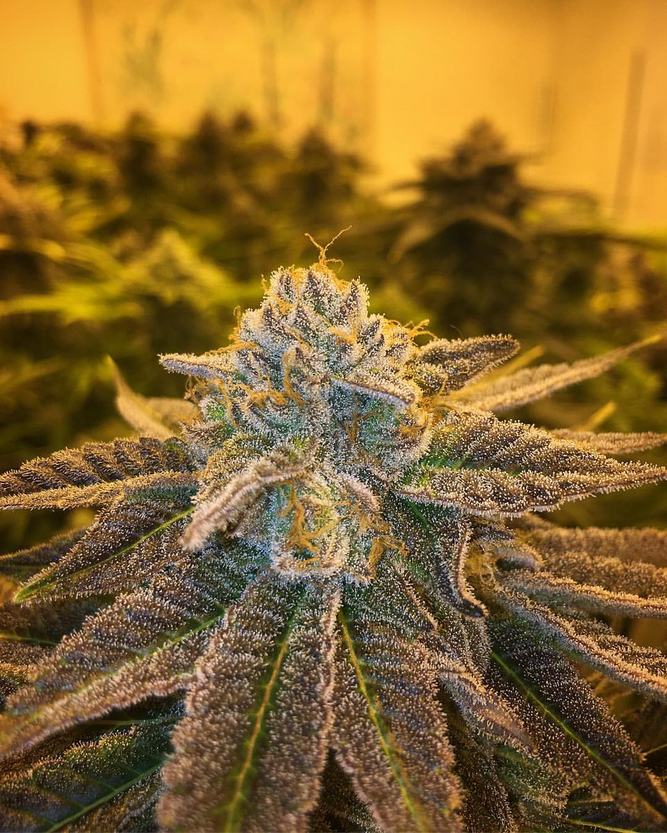 symgenetics's tweet photo. Mimosa #2 is looking good on the first day of flush. Mimosa is pretty leafy but I’ll take it. #floraflex #symbioticgenetics #santabarbara  #mimosa #purplepunch #california #marijuana #greencoasthydroponics #vegan #legalweed #cannabis #vegbloom #organic #fitness #vegas #squats https://t.co/4FW0aStYQW
