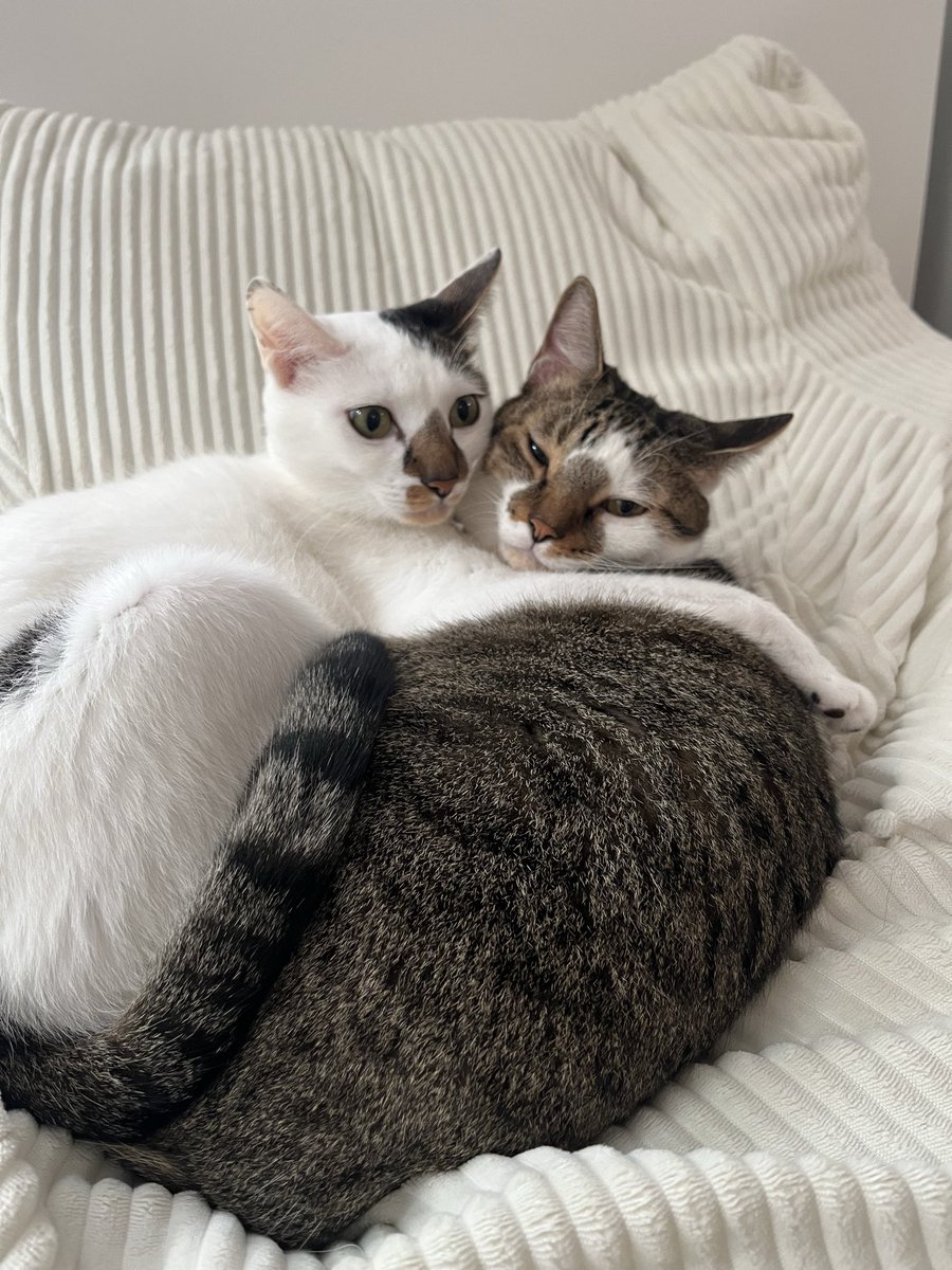 nyan_shiropoko's tweet photo. 人間の定位置クッションソファ、猫たちも気に入ってしまい少し席を立つとすぐに奪われます
#loosy
#loosyと大切な〇〇 https://t.co/ycGClhhyME