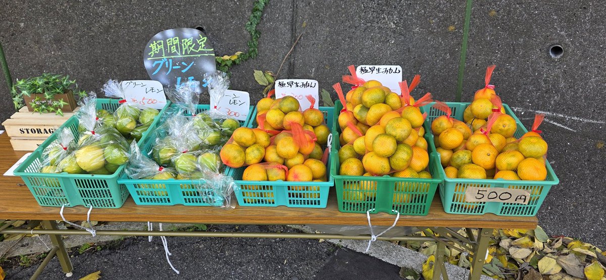 ゆっちッ🎏 (@yuta77carp) / Posts / X