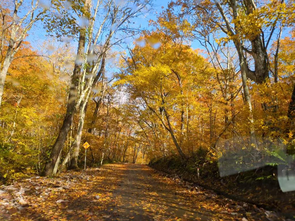 シム・シメール、【A Walk in the Woods Autumn 2】 シム・シメール