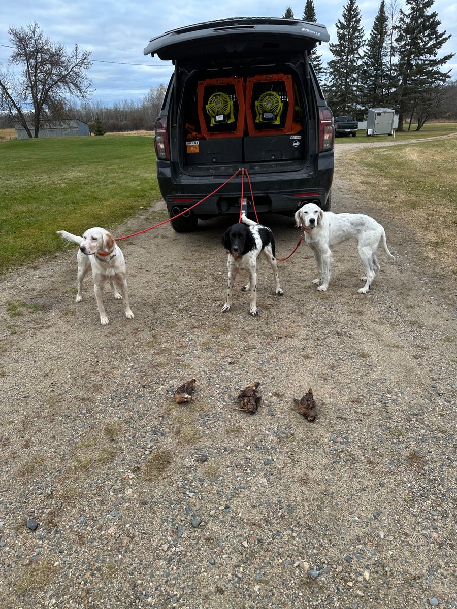 BirdHunter's tweet image. Finally got back into the woods after missing past 2 1/2 weeks due to chest and head colds...  The girls got a nice limit of woodcock.