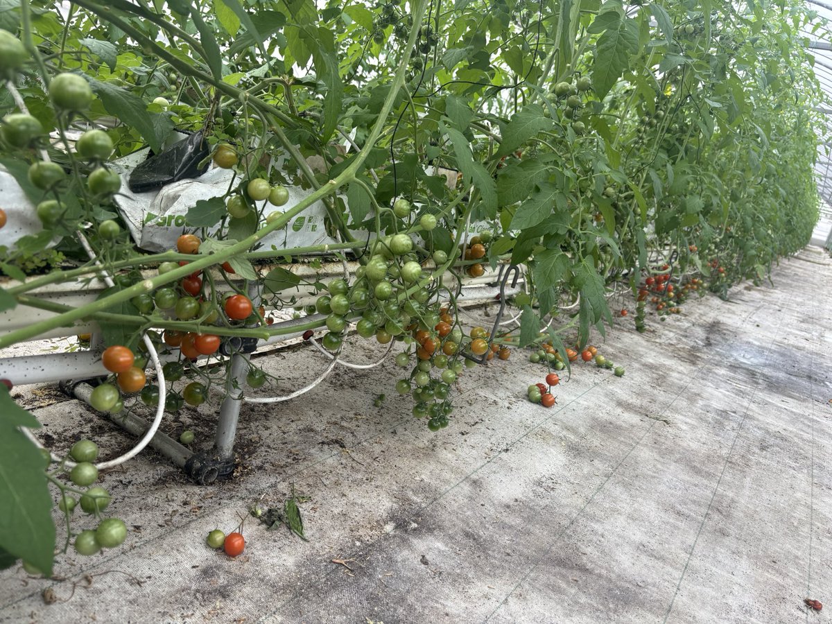 トマ吉@トマト農家 on X