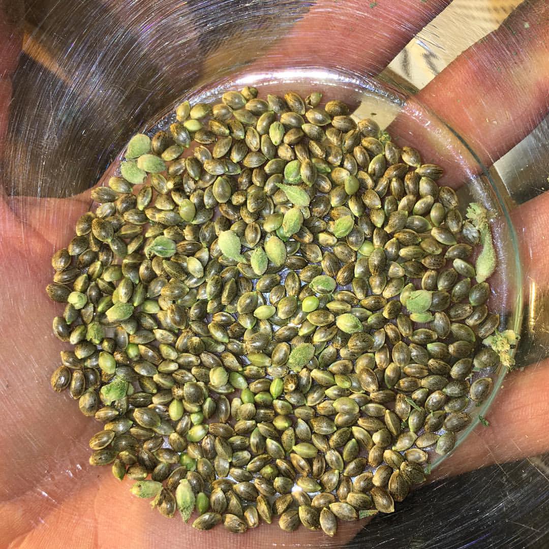 symgenetics's tweet photo. What will happen you cross mimosa with the most perfect huge yielding strain ever? Probably really good things. ❄️🍊🍇🍆#flavortown #terpfarmer #symbioticgenetics #purp #vegbloom #prop215 #losangeles #dabs  #floraflex #santabarbara  #ferrari #greencoasthydroponics https://t.co/vxGHZ36JKG