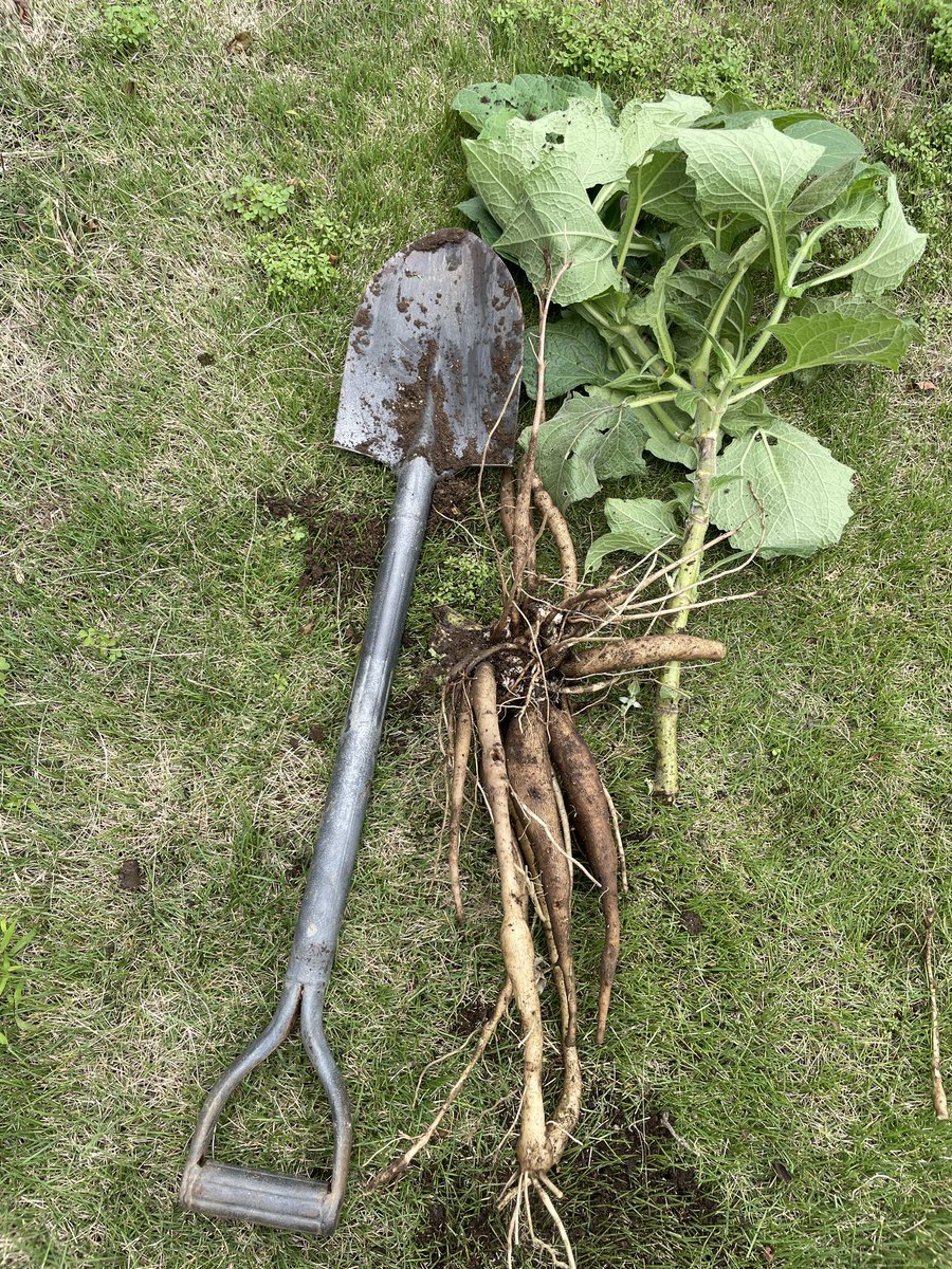 YoichiMurata's tweet image. ヤーコン収穫