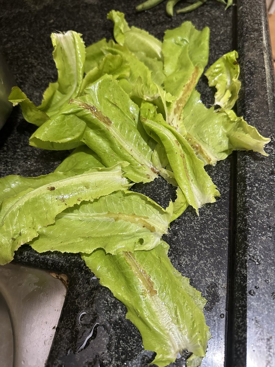 #AmazonNow ORDER ID
#408-3877806-4641162

This fresh green lettuce was infested so much that, even touching it was so difficult. You need to get this sorted out before some vendors take the brand for a ride. 

<a href="/MoHFW_INDIA/">Ministry of Health</a> <a href="/US_FDA/">U.S. FDA</a> @
<a href="/amazonIN/">Amazon India</a> <a href="/AmazonNews_IN/">Amazon News India</a> <a href="/amazon/">Amazon</a> <a href="/AmazonHelp/">Amazon Help</a>