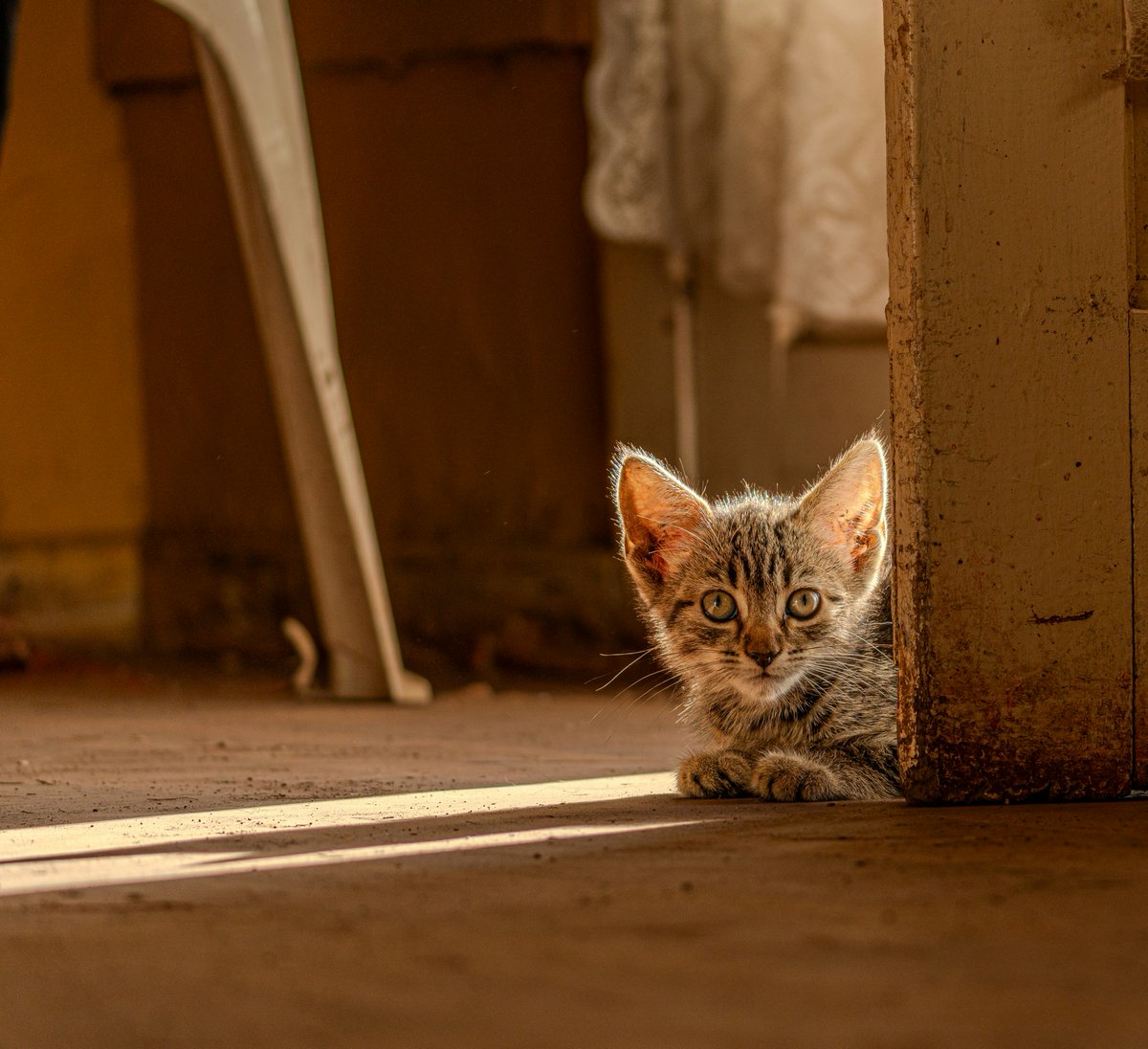 JayDevDixit354's tweet image. Spring’s got me like this little kitten: curious, a bit wild, and totally here for the sunny vibes. 🌸🐾 Who else feels like a cute disaster in bloom? #SpringMood #KittenVibes #SunshineAndWhiskers