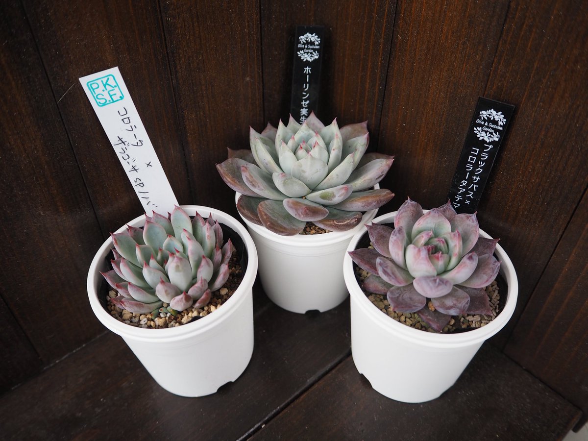 Mayu様　確認( ゜∀゜)つ　多肉植物 毛玉 on X