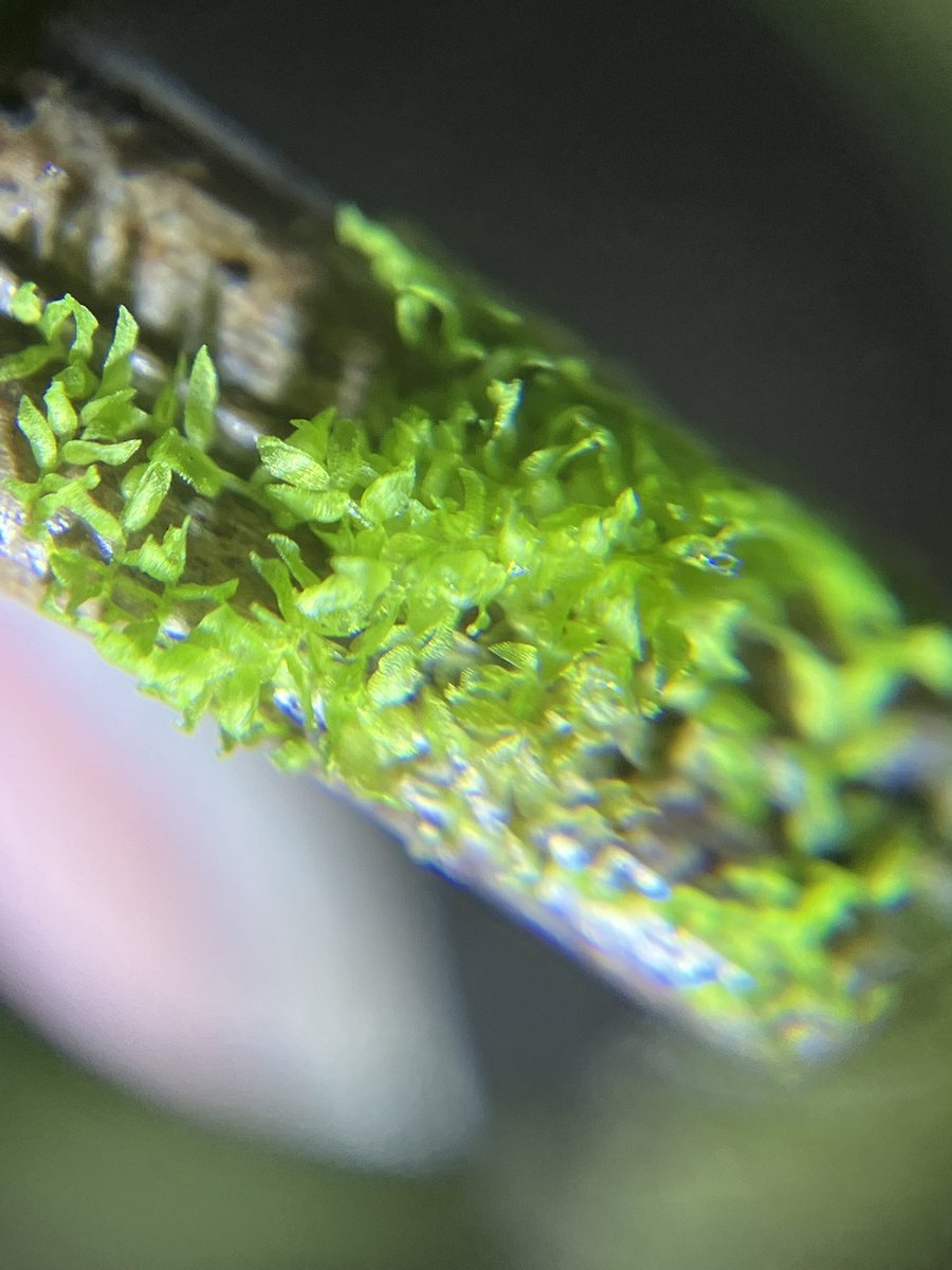 なんだろうこの苔類