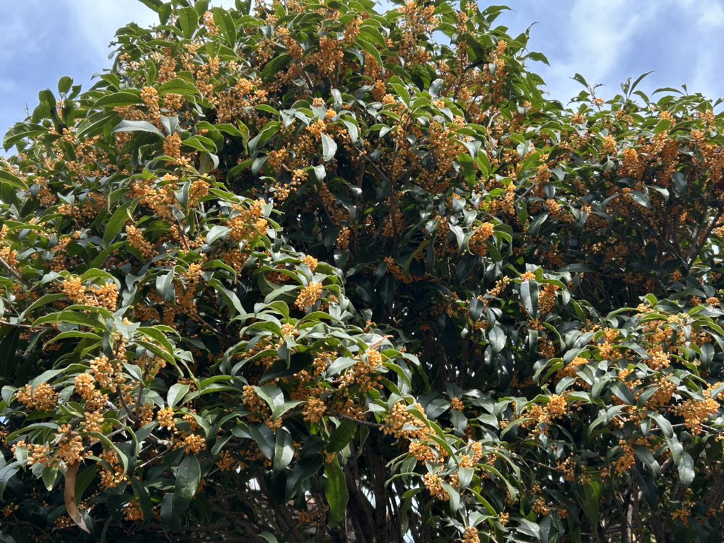 は*)様 ㊼大きめ苗 ももホイップ❣️エレイン交配❣️中里リンゼ交配❣️6苗 メ ねむすぎ on X