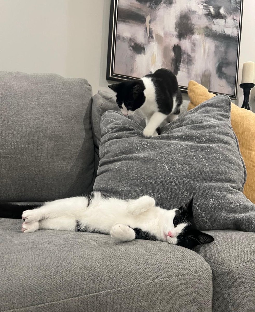 rescueridge's tweet photo. Flash &amp; Spot (sisters)

Flash &amp; Spot are the kind of cats that leave a mark on your heart.

These ladies radiate sweetness &amp; joy, always wanting to be near their people and share in every moment.

Their bond is beautiful — they play, nap &amp; comfort each other with such gentle love https://t.co/8Vg8fHXCXa