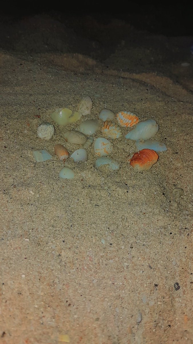 therealriimo's tweet image. ✨️