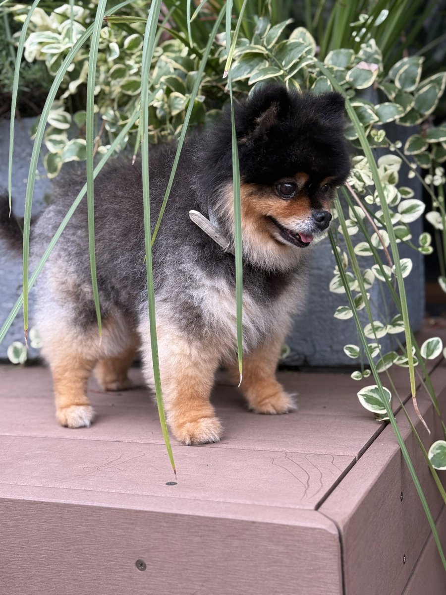 本人は隠れているつもりです