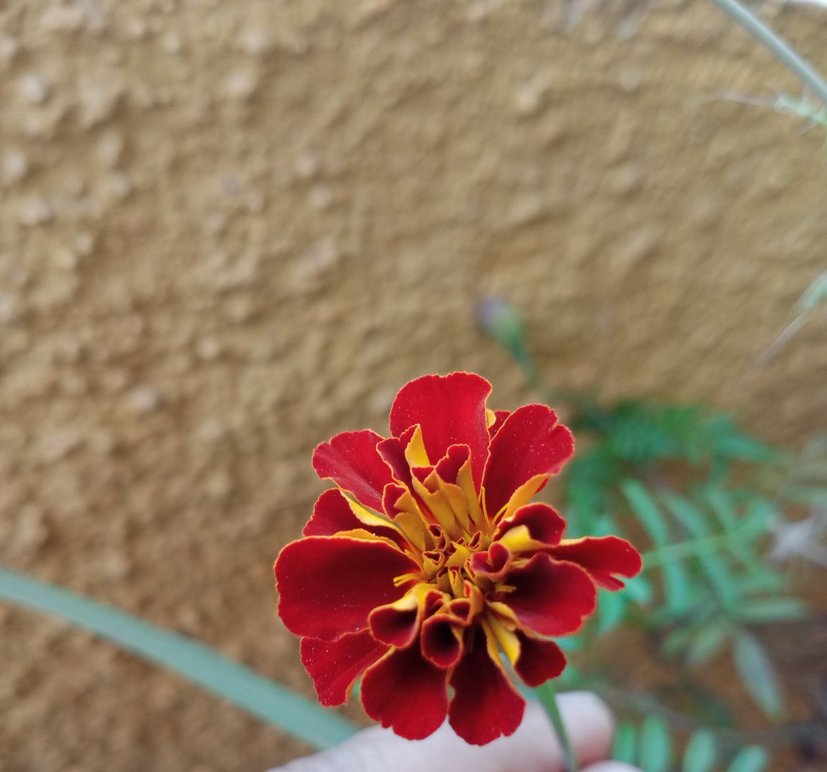 ROHITKUMBHOJKAR's tweet photo. Same Same to start the Morning.
#FlowerSpeaking
#RohitKClicks https://t.co/JAb6UVWHqk