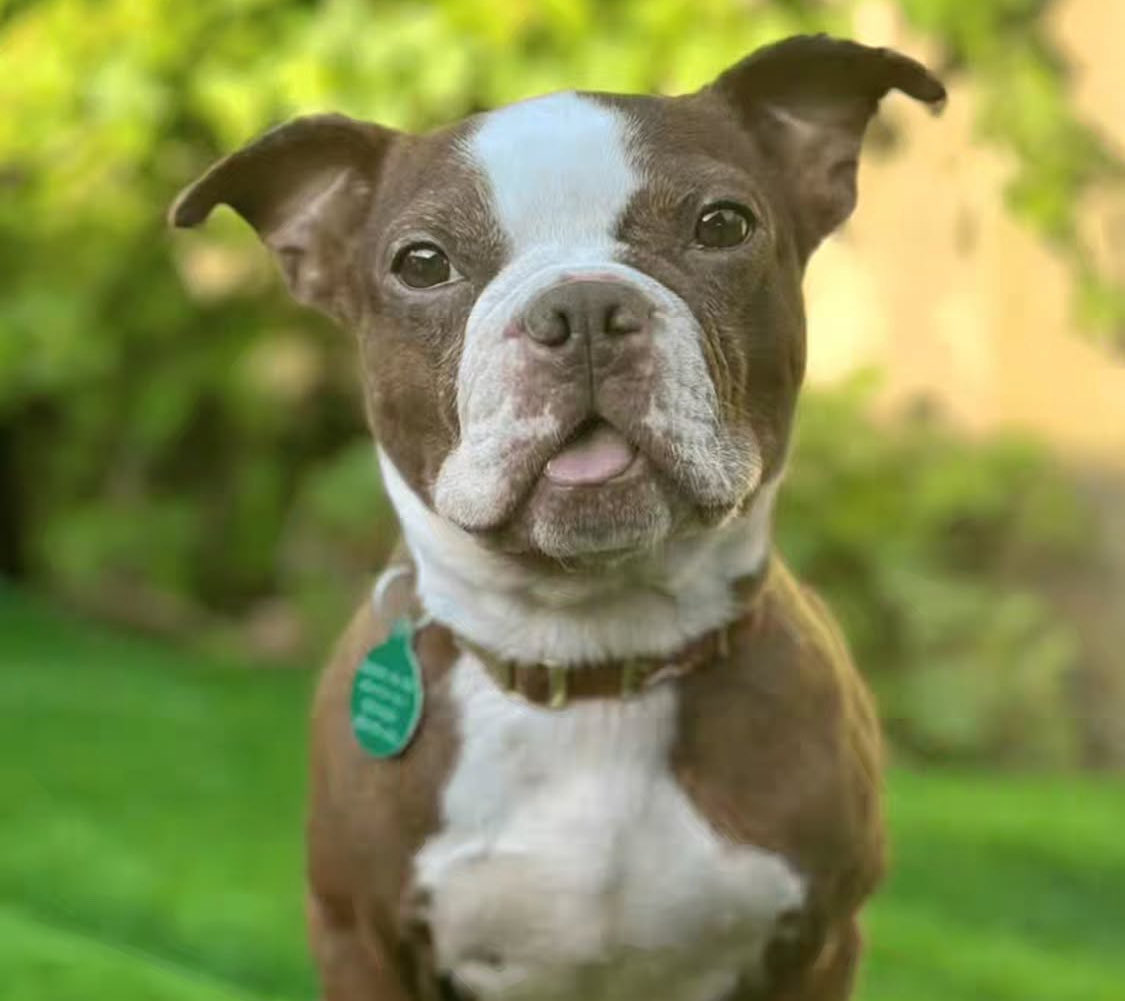 SusanDReynolds's tweet image. #DogOfTheDay 
Meet Charlotte, a 2-year-old spayed female Boston Terrier (brown and white, one of the rarer colors). Like most Bostons, she is dog selective, so she needs to be the only dog in the home. More info ⬇️ 
instagram.com/p/DQKEiVWEWuY/…