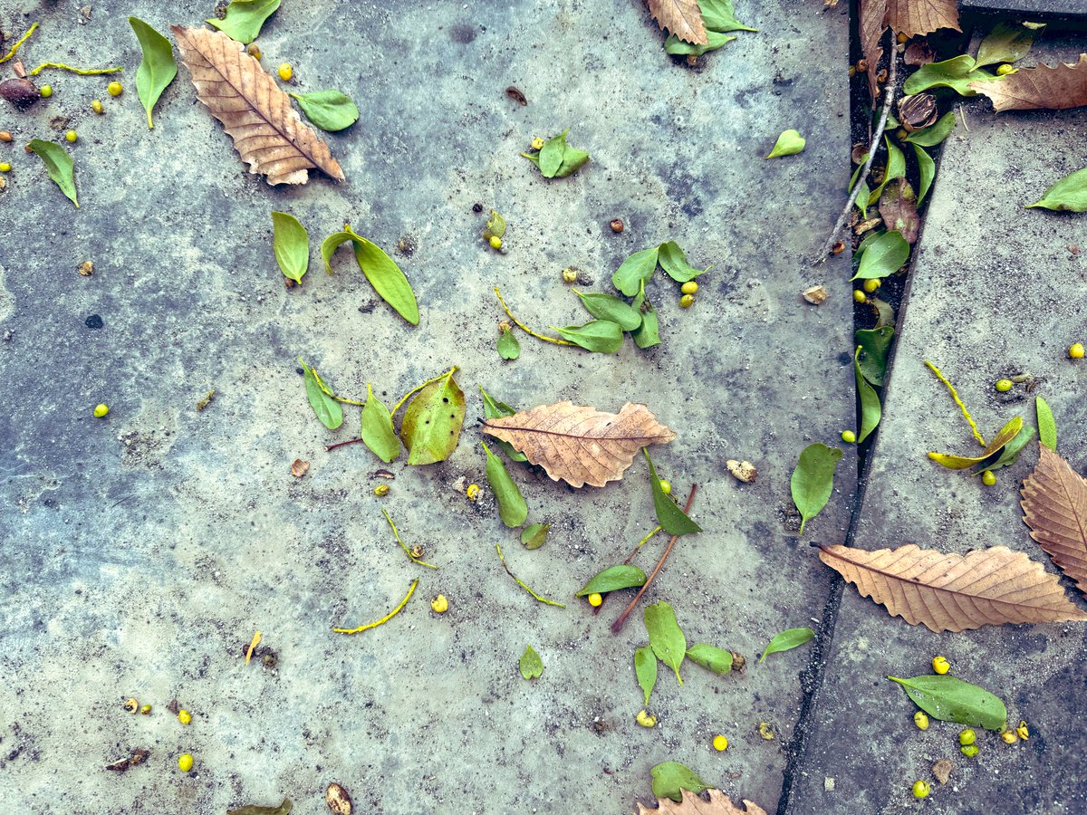 トリスリナックス　みのり（やまのうち）ページ tori (@maritori0501) / Posts / X