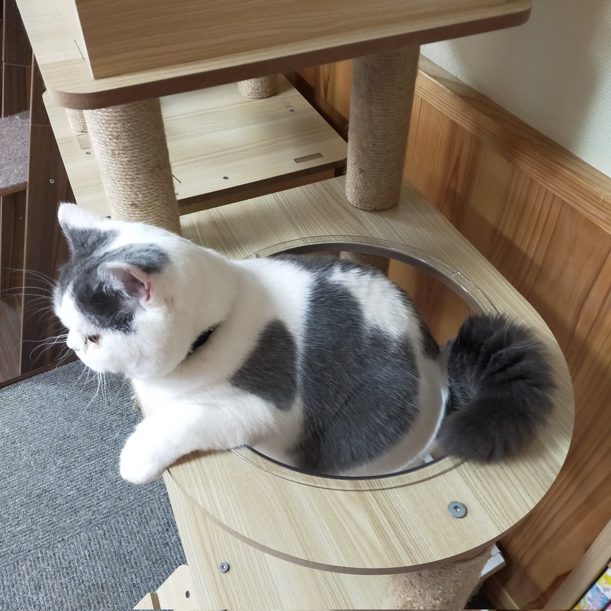 aizu_megoneko's tweet image. 雨からお天気回復の日曜日
#會津めごねこ 営業中です

午後になって曇ってきました
ひと雨ごとに冬の気配です
温かくしてお出掛けください

ぬくぬく猫が待っています❤

#11匹のめごい猫に逢いに来てね
#触れ合える猫カフェ
#猫休日
#11月も不定休
#3日4日は休業
#固定ポスト見てね
#会津 ＃ca