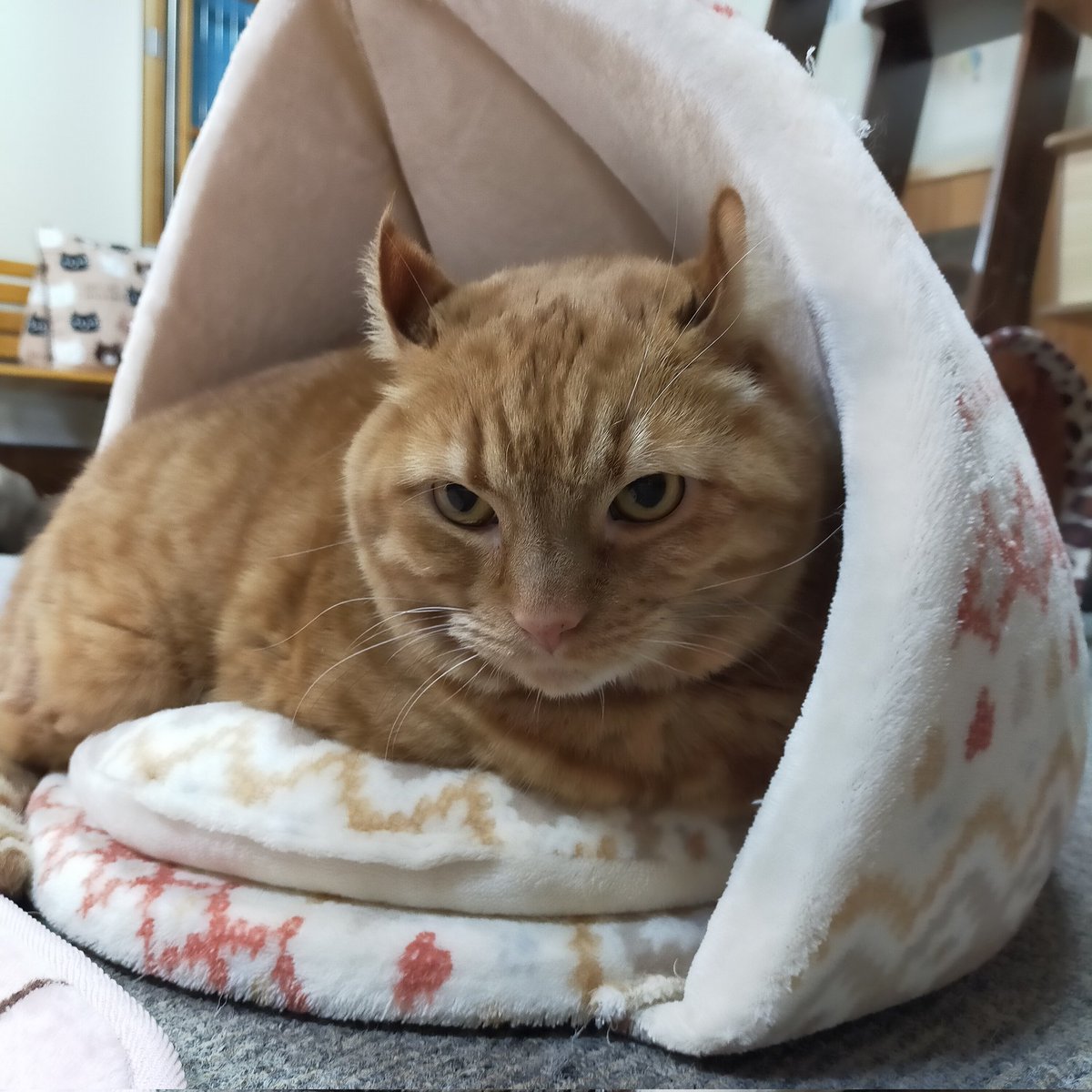 aizu_megoneko's tweet image. 雨からお天気回復の日曜日
#會津めごねこ 営業中です

午後になって曇ってきました
ひと雨ごとに冬の気配です
温かくしてお出掛けください

ぬくぬく猫が待っています❤

#11匹のめごい猫に逢いに来てね
#触れ合える猫カフェ
#猫休日
#11月も不定休
#3日4日は休業
#固定ポスト見てね
#会津 ＃ca