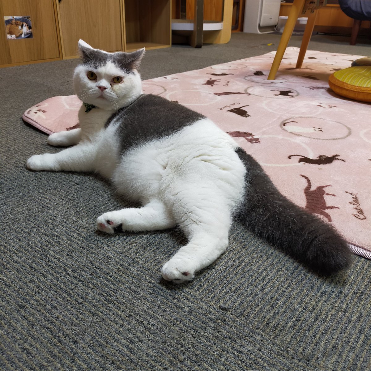 aizu_megoneko's tweet image. 雨からお天気回復の日曜日
#會津めごねこ 営業中です

午後になって曇ってきました
ひと雨ごとに冬の気配です
温かくしてお出掛けください

ぬくぬく猫が待っています❤

#11匹のめごい猫に逢いに来てね
#触れ合える猫カフェ
#猫休日
#11月も不定休
#3日4日は休業
#固定ポスト見てね
#会津 ＃ca