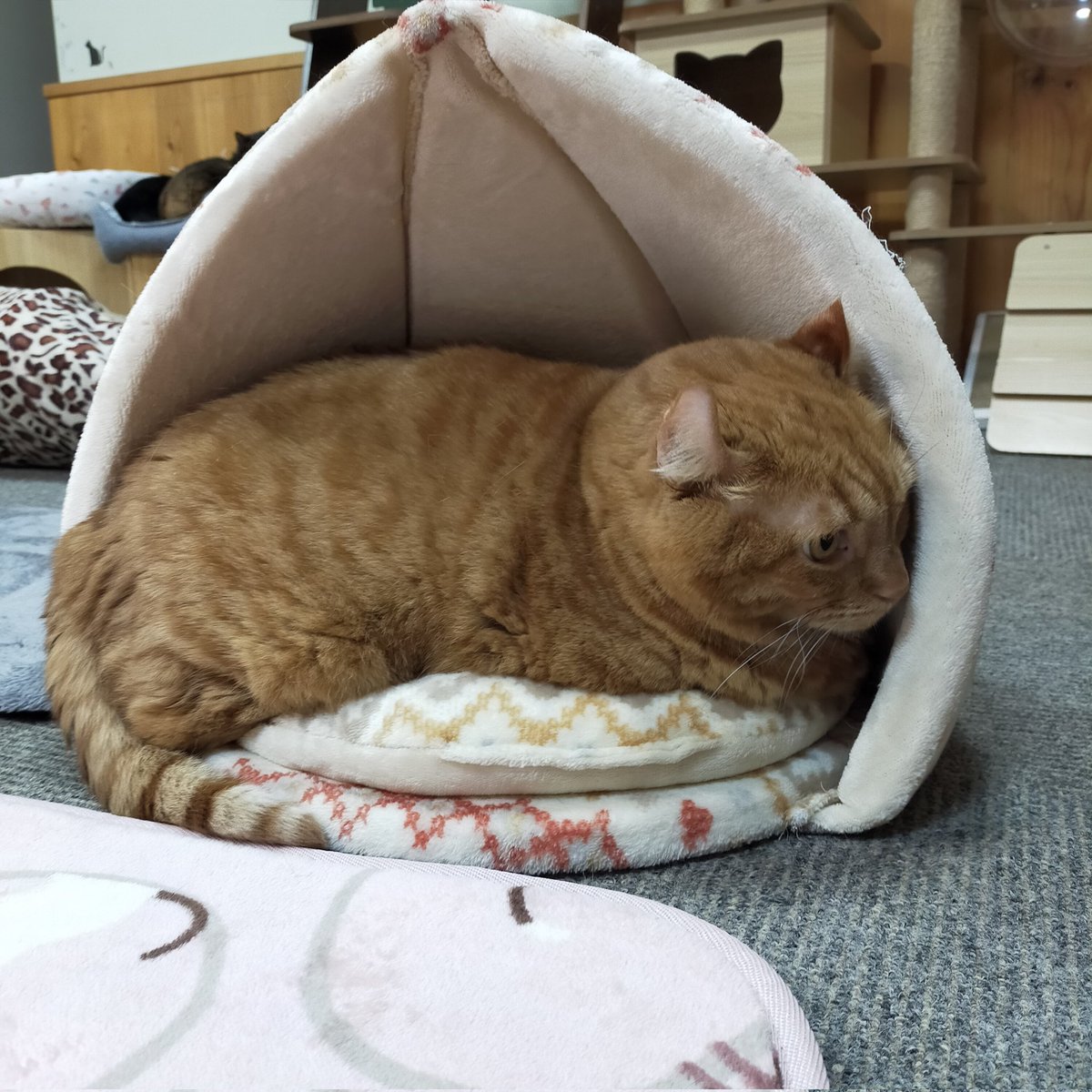 aizu_megoneko's tweet image. 雨からお天気回復の日曜日
#會津めごねこ 営業中です

午後になって曇ってきました
ひと雨ごとに冬の気配です
温かくしてお出掛けください

ぬくぬく猫が待っています❤

#11匹のめごい猫に逢いに来てね
#触れ合える猫カフェ
#猫休日
#11月も不定休
#3日4日は休業
#固定ポスト見てね
#会津 ＃ca