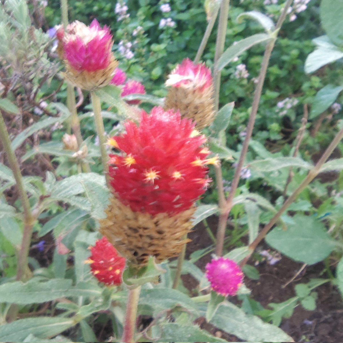 沈丁花ページ② 楽天市場】ジンチョウゲ（沈丁花：信濃錦）1鉢 5号 プラスチック