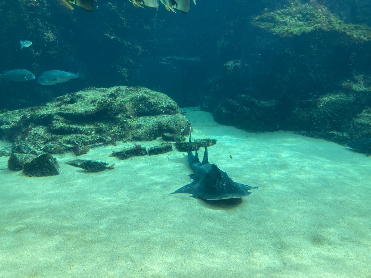 白くまのプーさん on X