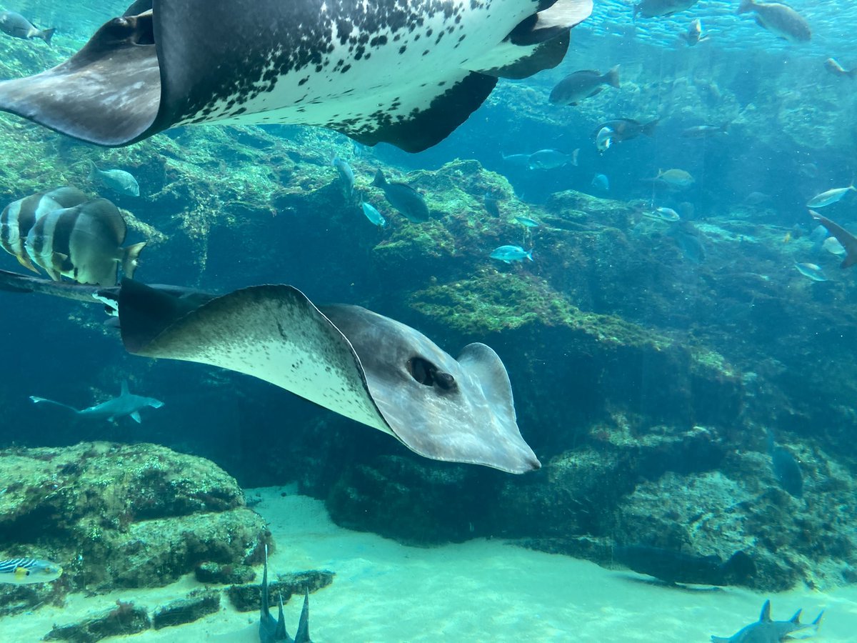 浜の白熊 q8GE1PD1mMg.jpg