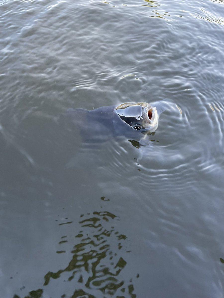 琴掛け柳 おがっち on X