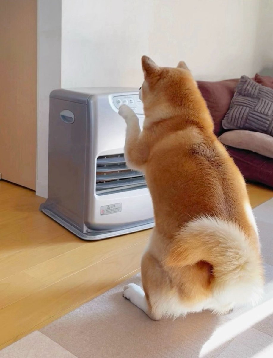 柴犬·͜·♡もも (@momonosekaiii) / Posts / X