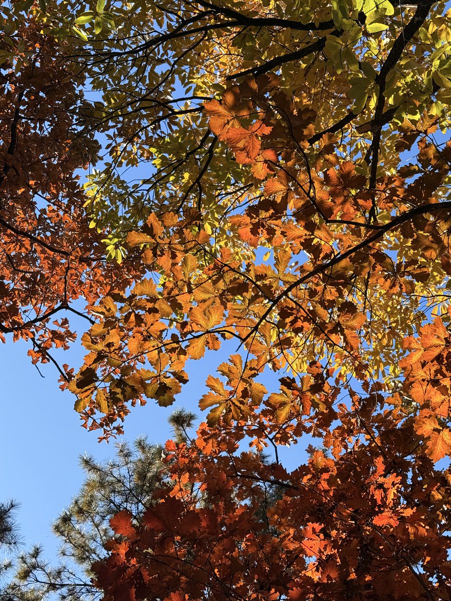 Depois de subir mais de 100 lances de escada, descobri que o lugar mais bonito ficava na floresta antiga aos pés da mont