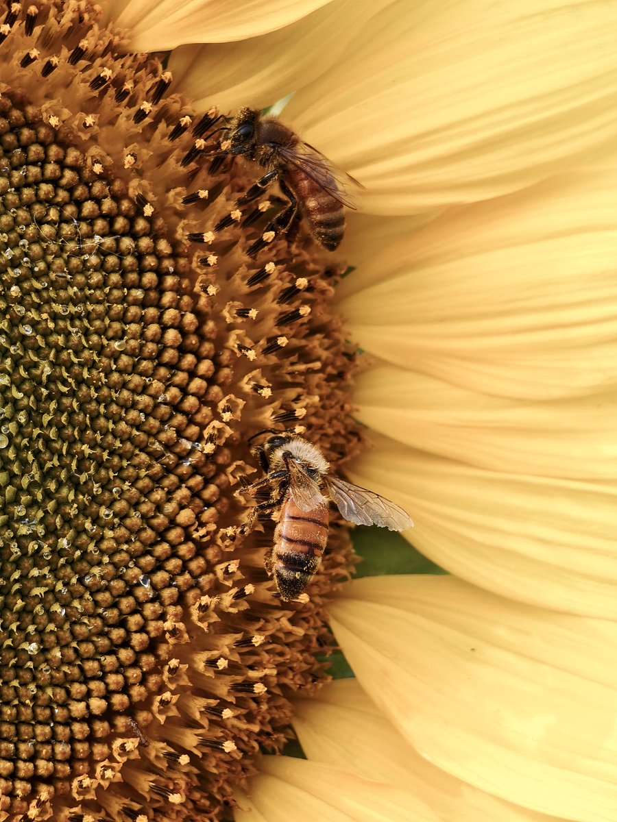 living bees on a sunflower