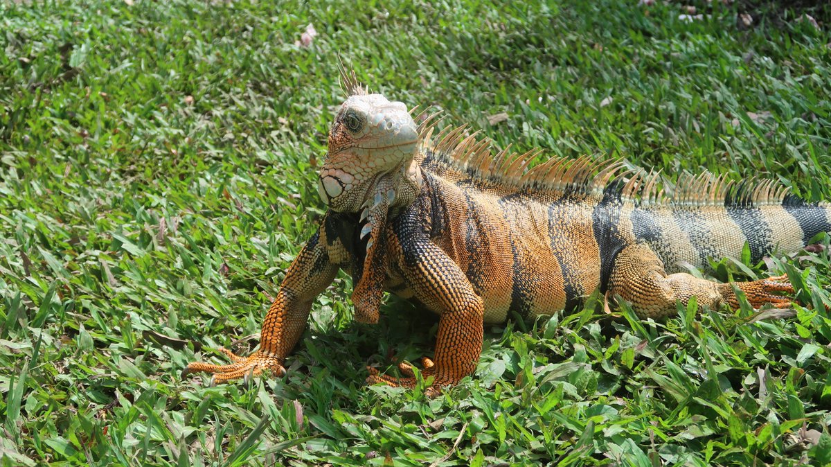 コロンビア⁡⁡