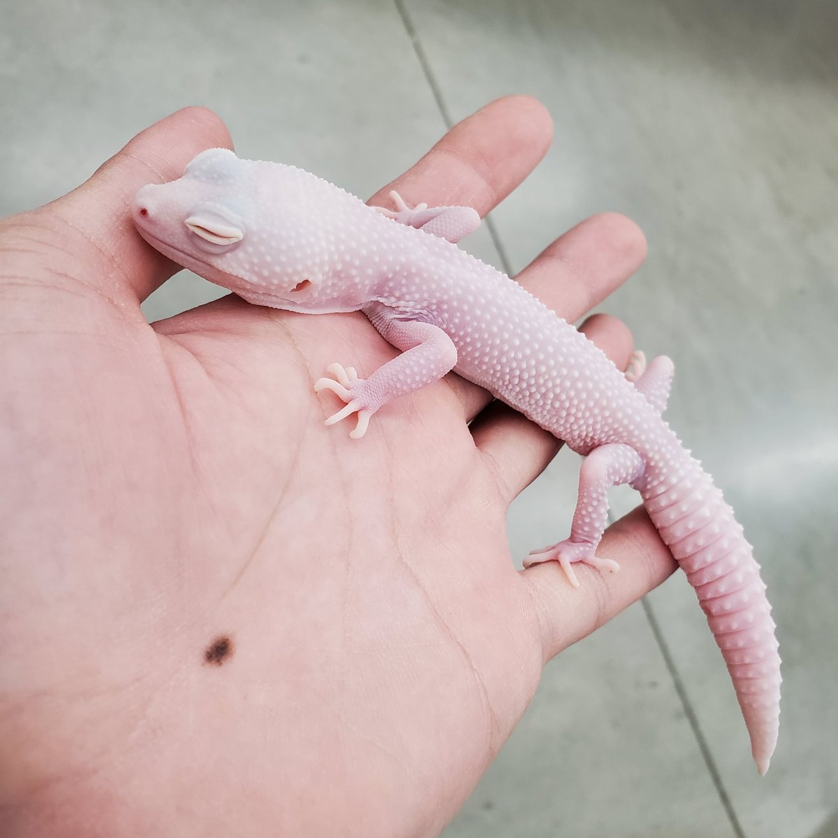 爬虫類クラブJ吉岡店 【公式】【爬虫類倶楽部】【ハチクラ】 on X