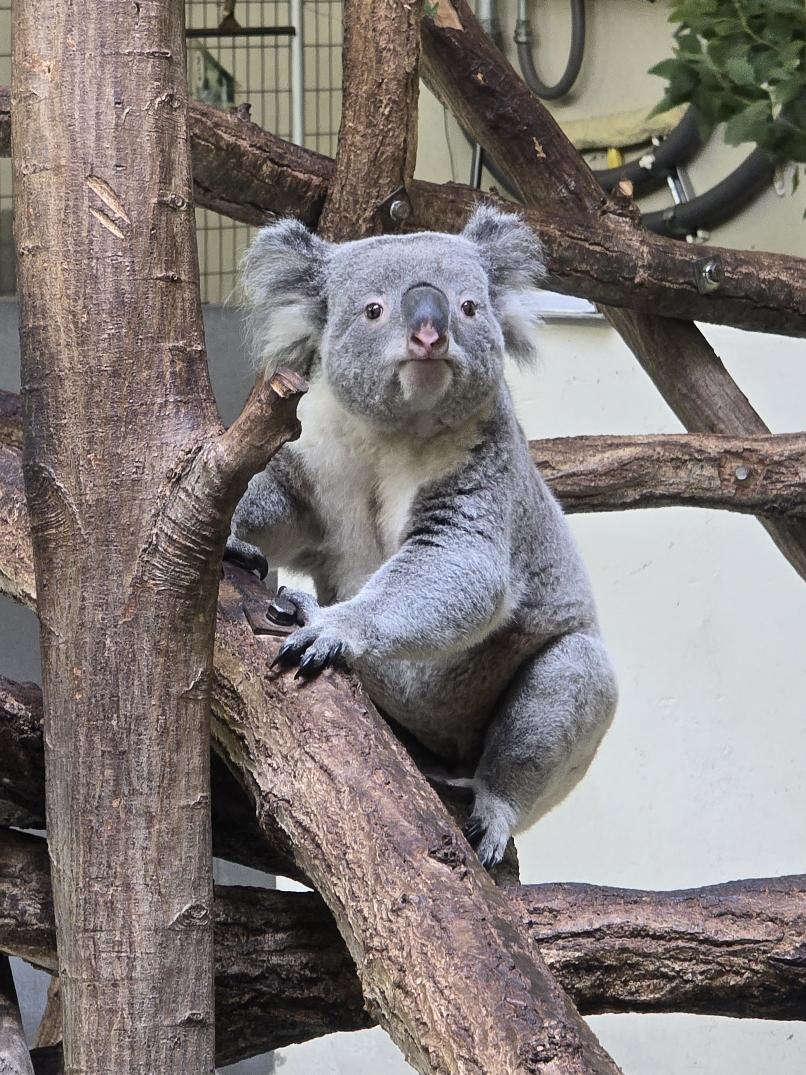 ひるしょー🐨 on X