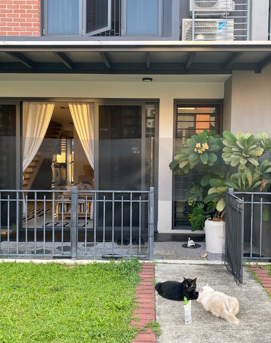 frdsh_'s tweet photo. Regardless how shitty my days have been lately, I know that my babies are always waiting and excited for me to be home 🫶🏽❤️ https://t.co/DkvRVIZ9c5