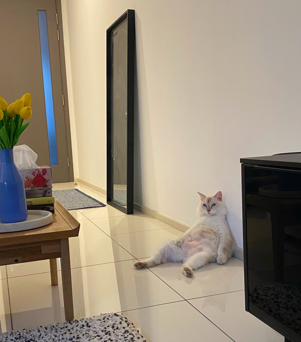 Regardless how shitty my days have been lately, I know that my babies are always waiting and excited for me to be home 🫶🏽❤️