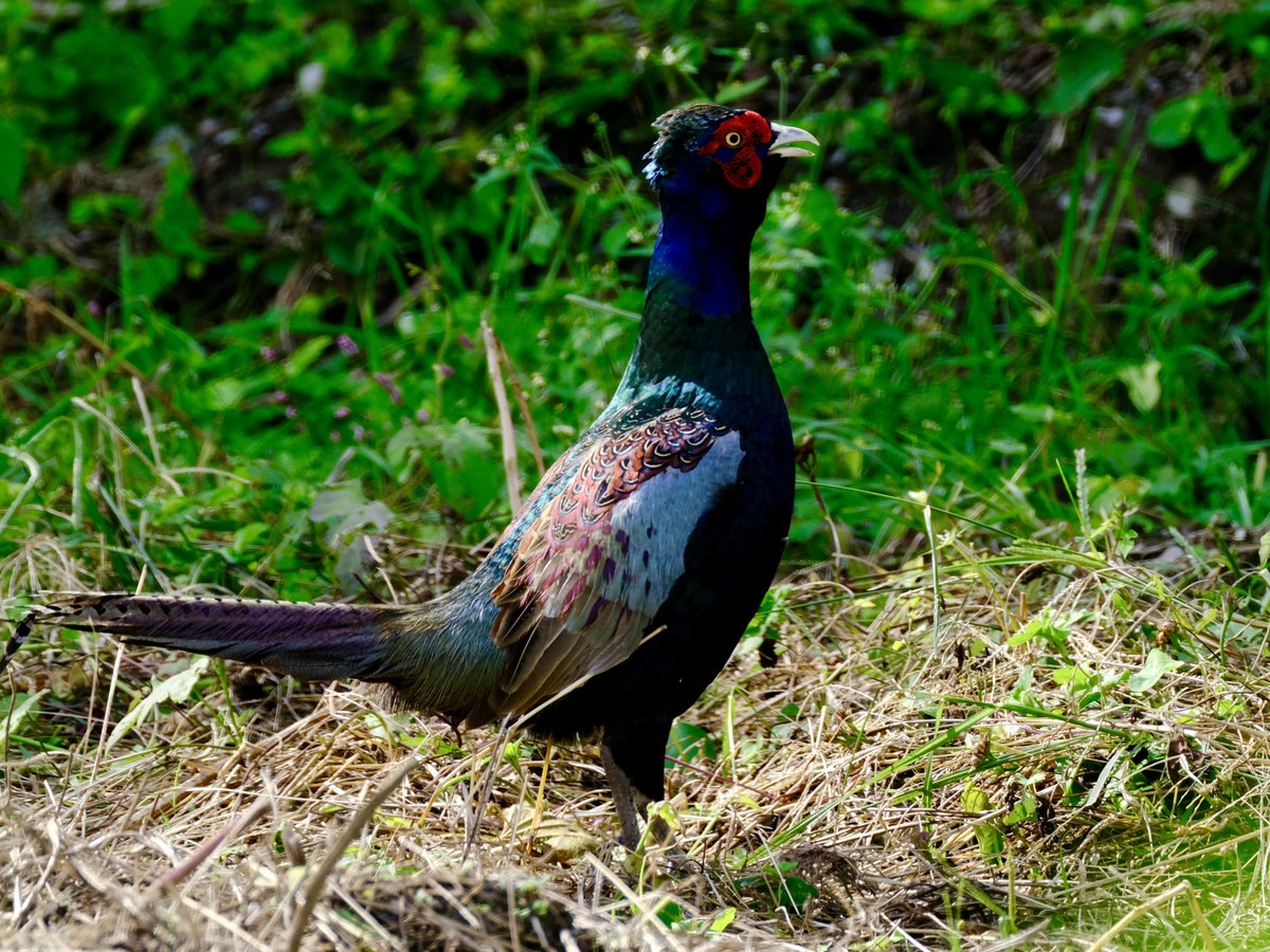 ❣️蘭❣️ 美轮美奂的超级斑马Phalaenopsis KS Super Zebra 84 - YouTube