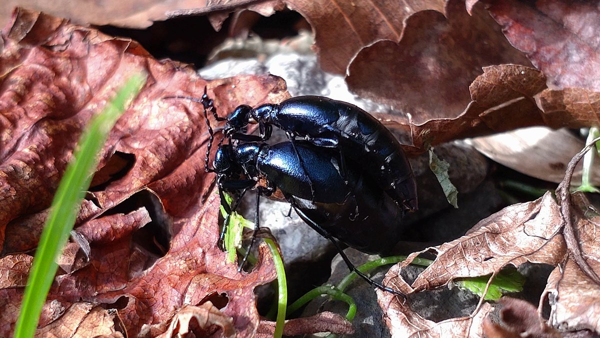 むちょ@どっとライブ大好きおじさん on X