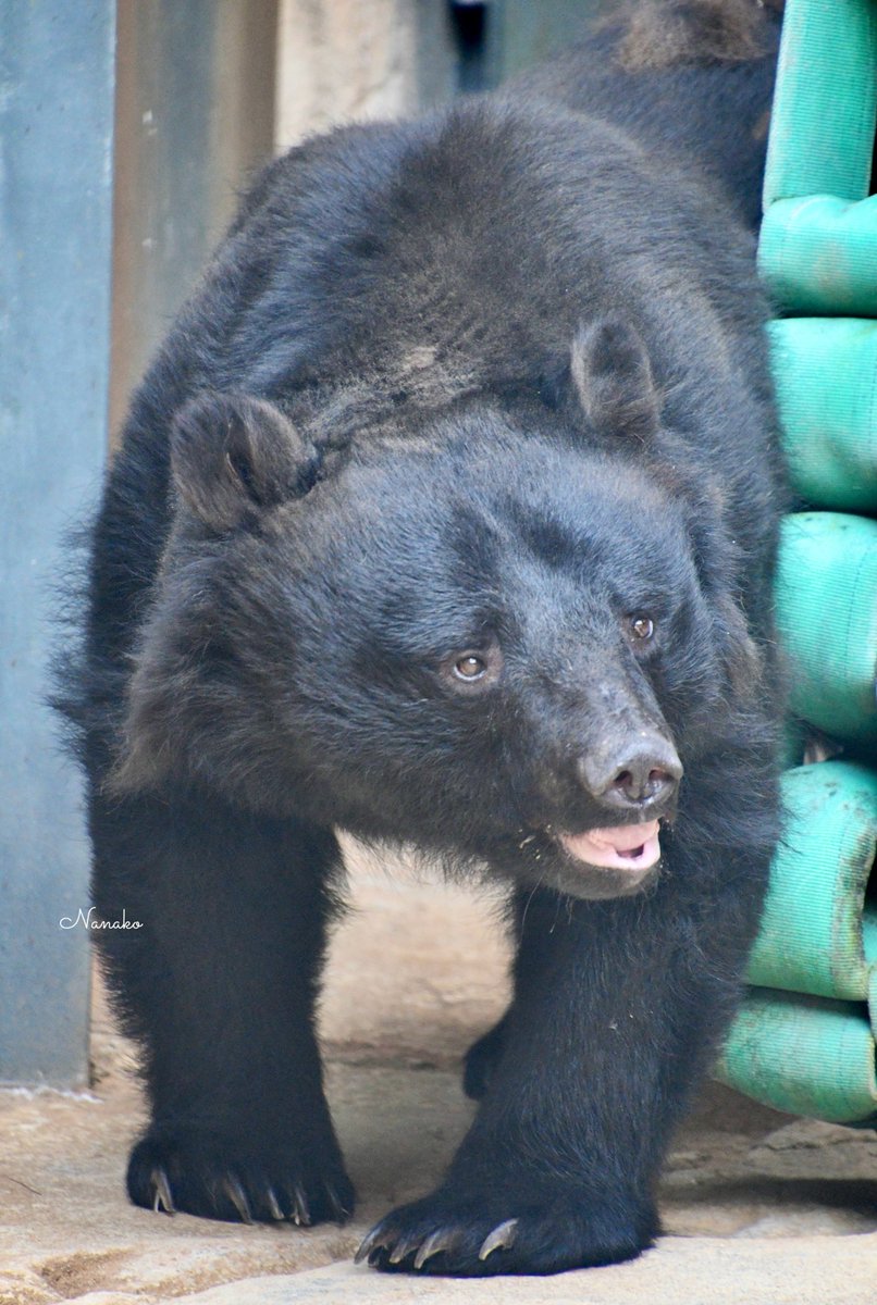 コ熊‼️ ななこ on X