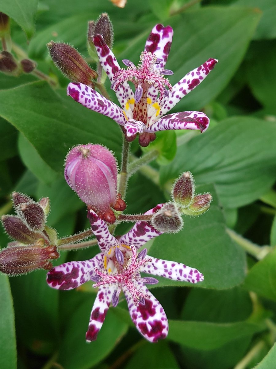 くろべえ❗️ くろべえ on X