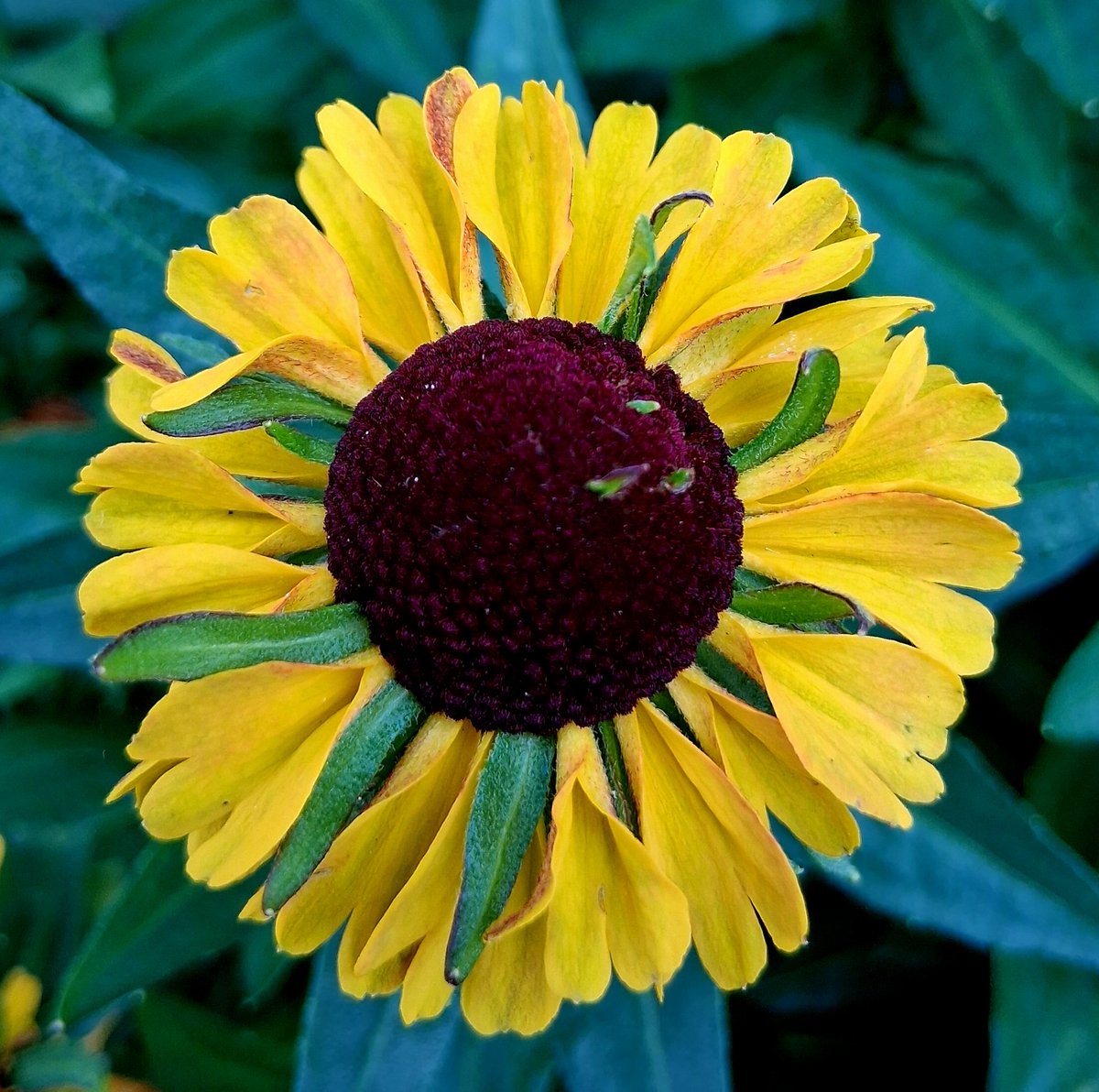 Good morning my friends, have a relaxing Sunday and take care 😘 Always be kind 💞 #SundayYellow