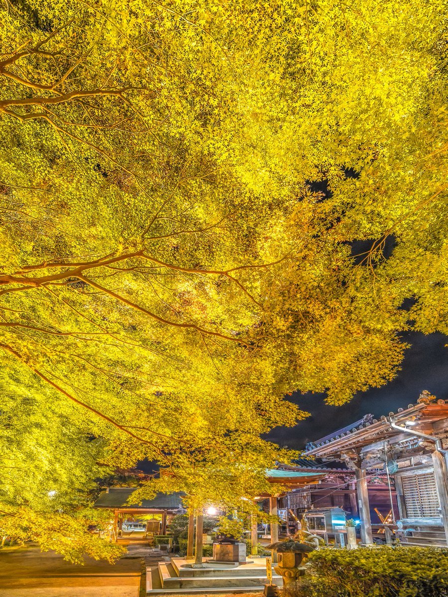 めかぶ tweet media