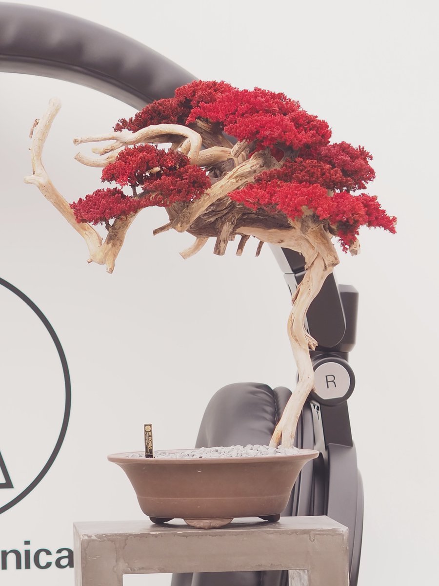 檸*堂様 アデク　小品盆栽　妖怪みたい mizuna on X